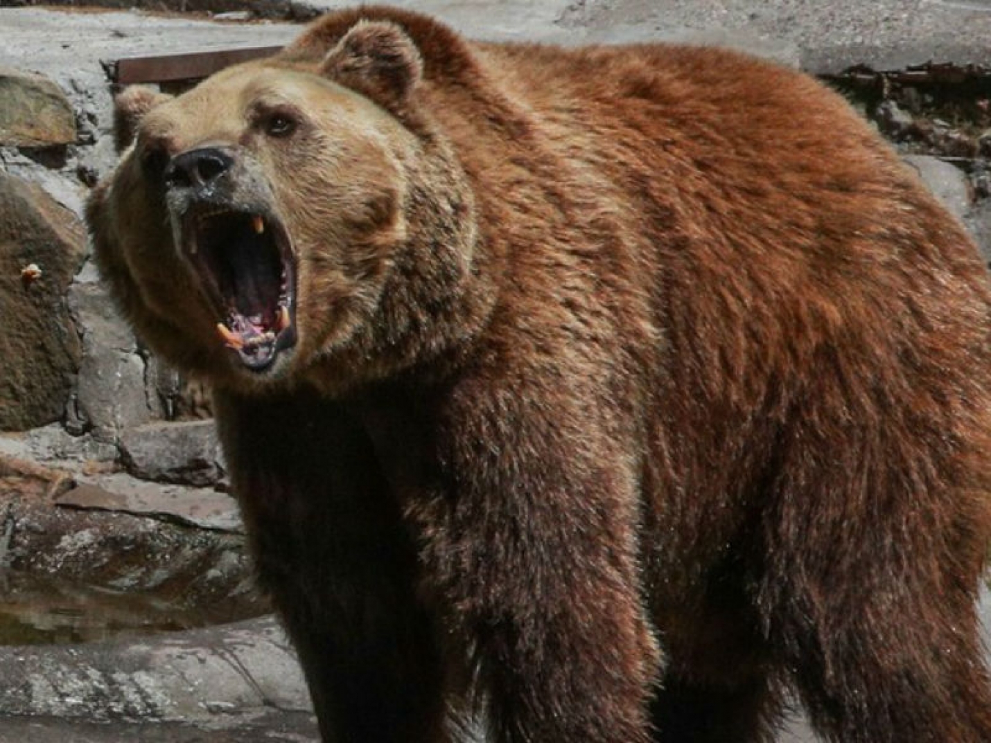 В Сочи будут судить владельца медведей, убивших ребёнка
